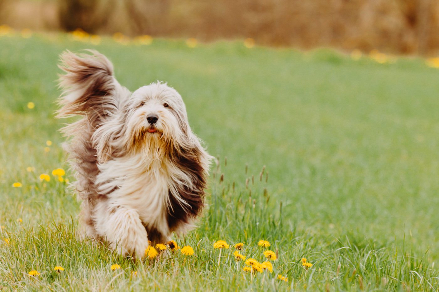 paseador-perros-mallorca-marratxi-camigos-40