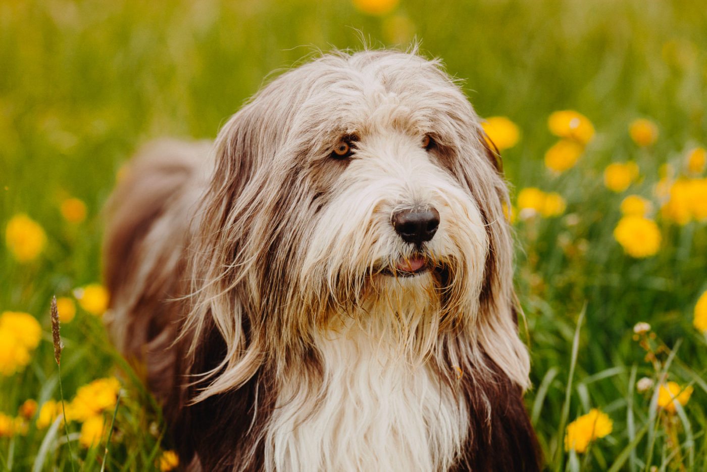 paseador-perros-mallorca-marratxi-camigos-41