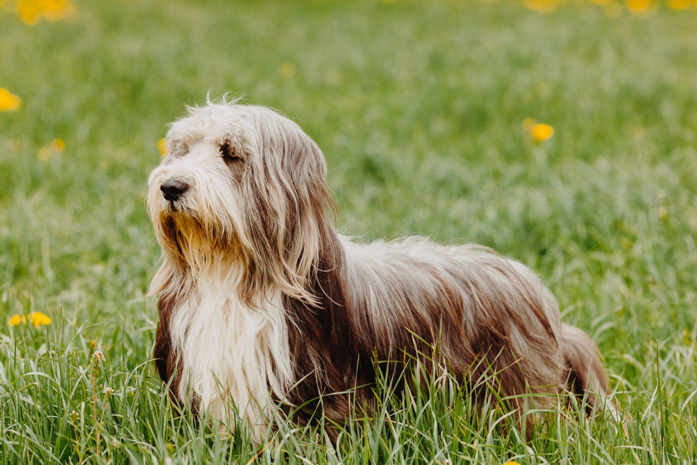 paseador-perros-mallorca-marratxi-camigos-42