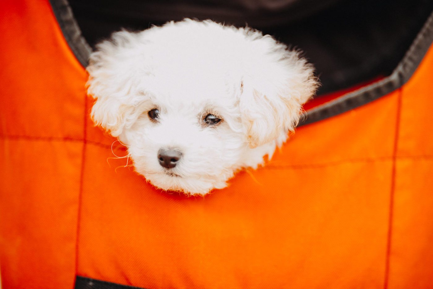 paseador-perros-mallorca-marratxi-camigos-43