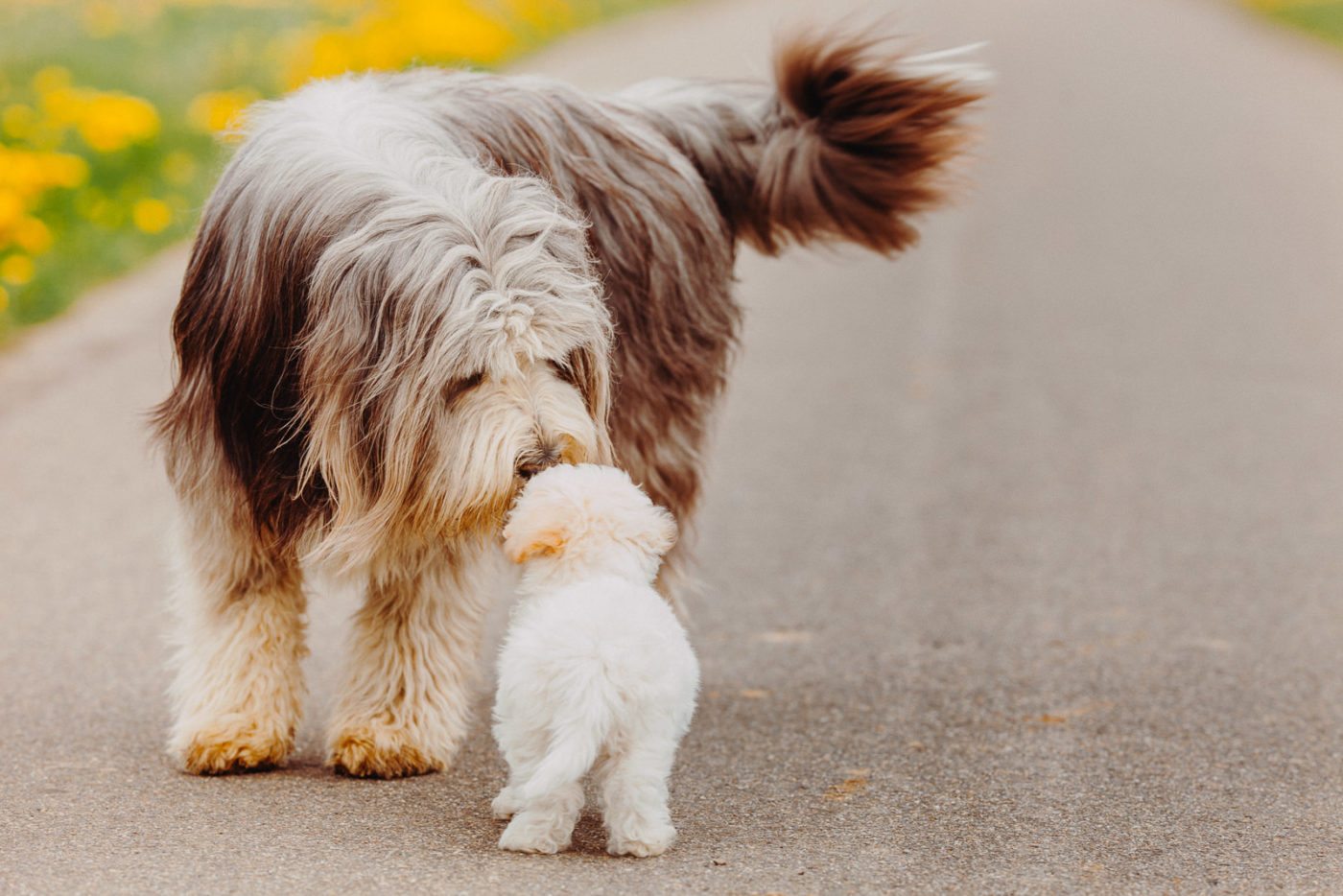 paseador-perros-mallorca-marratxi-camigos-44