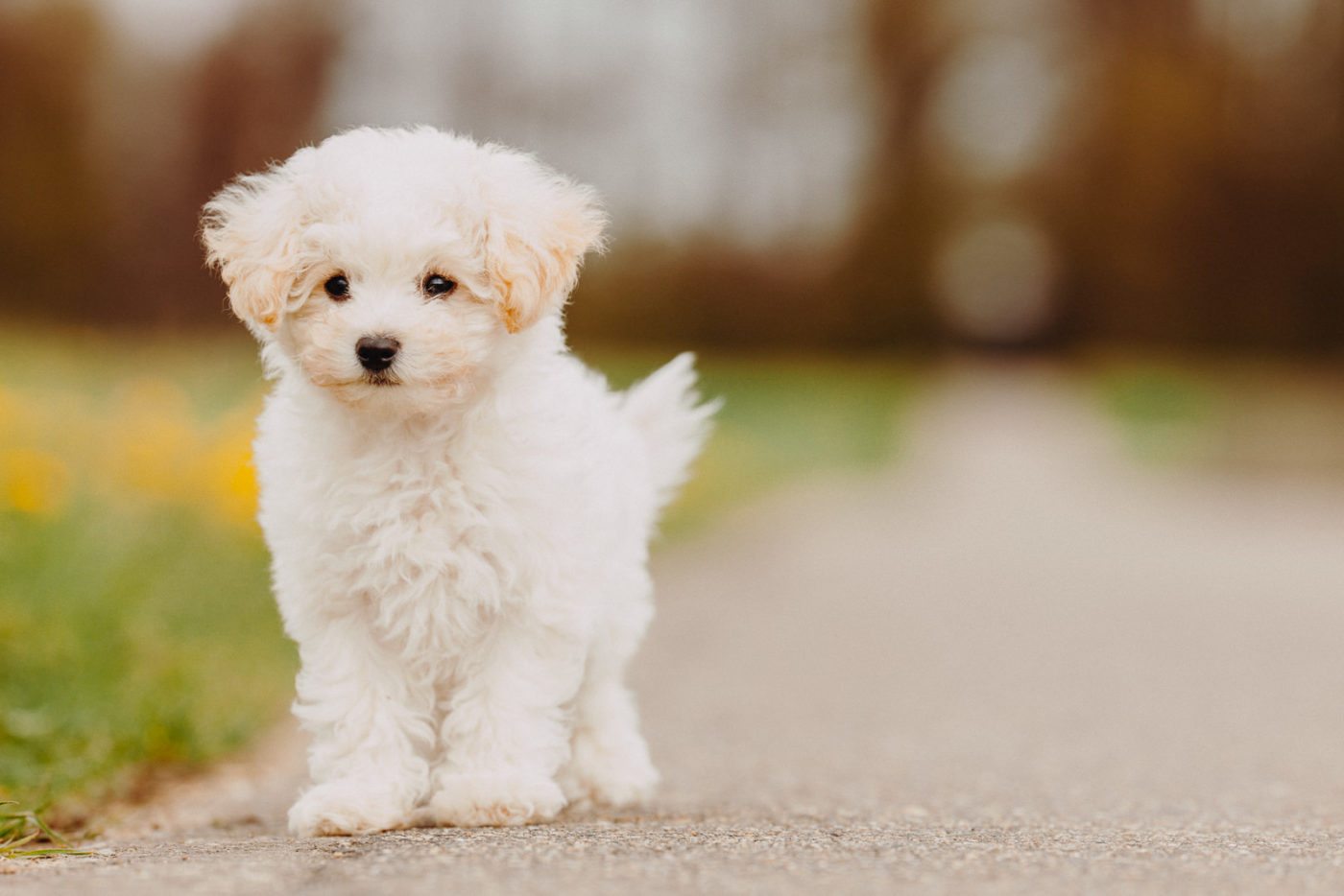 paseador-perros-mallorca-marratxi-camigos-45