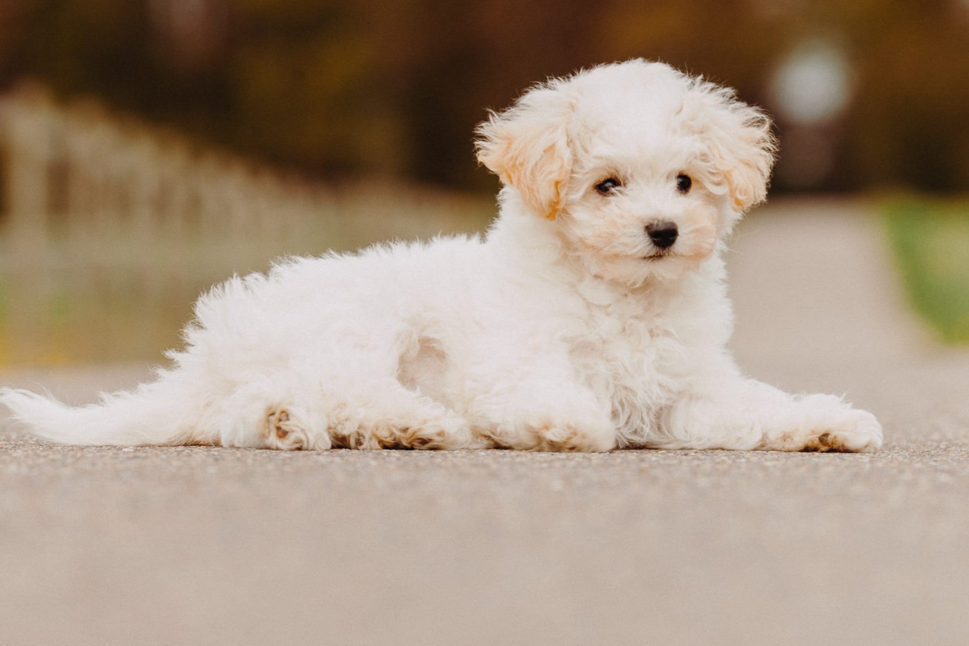 paseador-perros-mallorca-marratxi-camigos-46