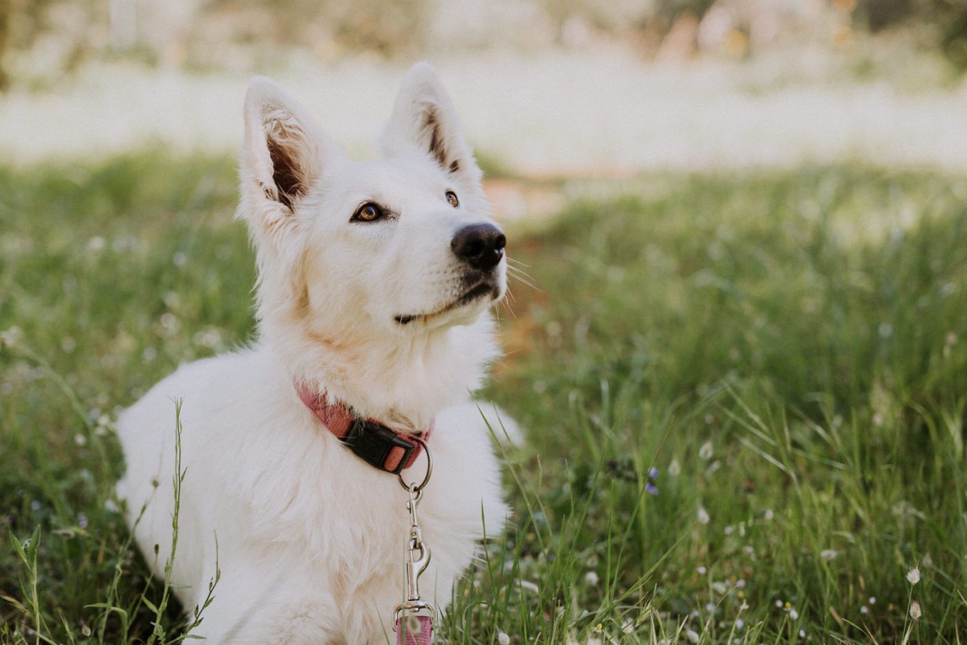 paseador-perros-mallorca-marratxi-camigos-47