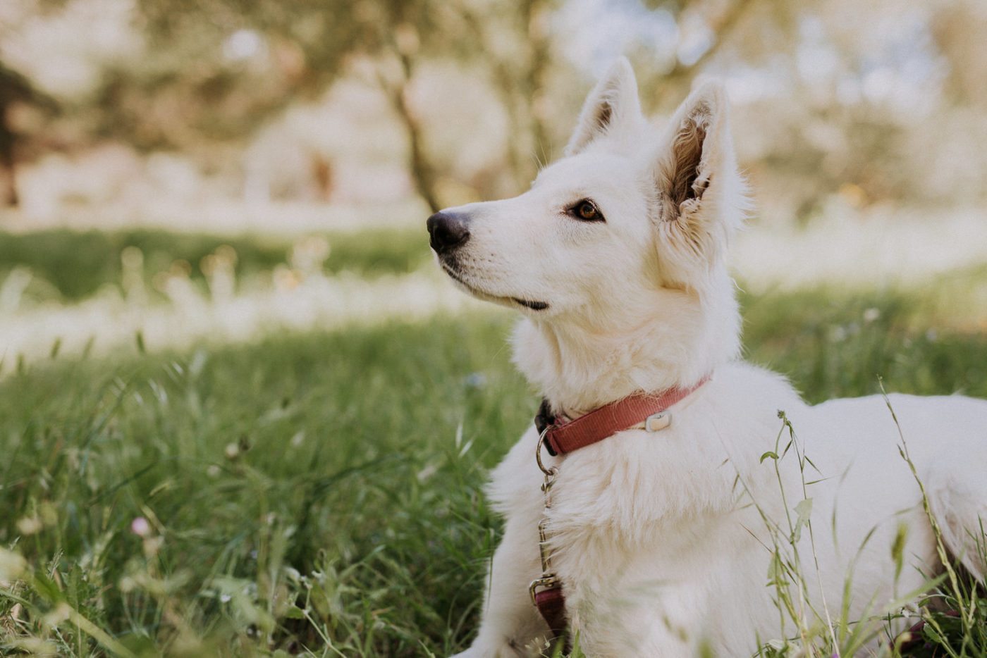 paseador-perros-mallorca-marratxi-camigos-48