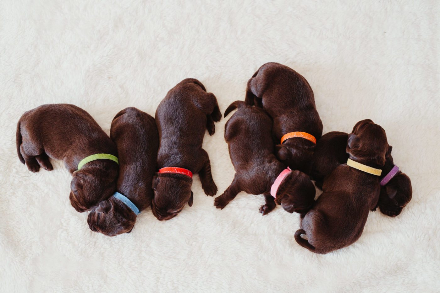 paseador-perros-mallorca-marratxi-camigos-49