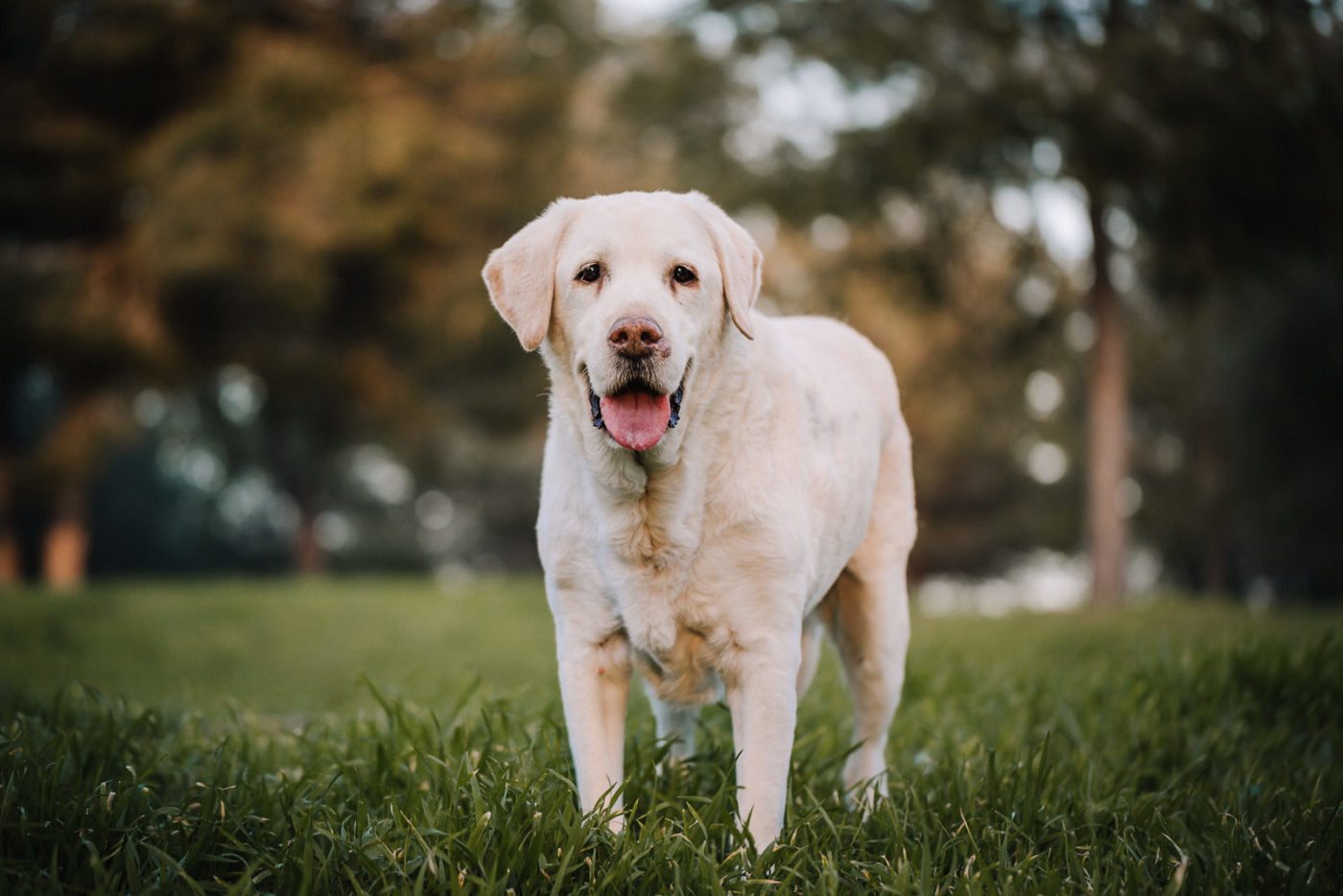 paseador-perros-mallorca-marratxi-camigos-51