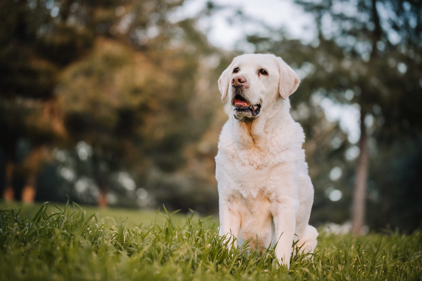 paseador-perros-mallorca-marratxi-camigos-52